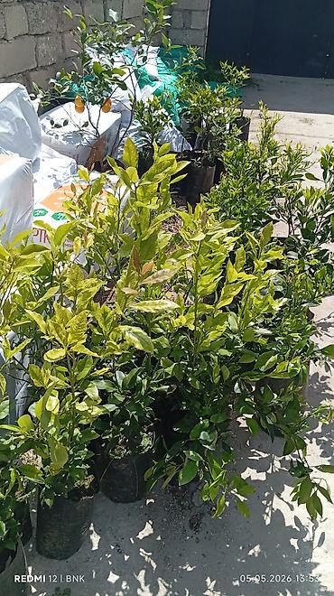 limon ağaçı: Evkalipt agaci
limon
mandalin
kinkon — 7
