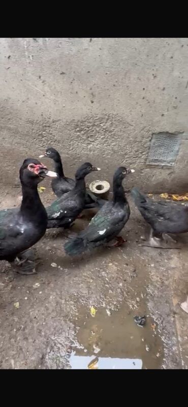 Ördəklər: Erkək, | Lal ördək, Ətlik — 13