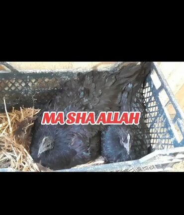 Xoruzlar: Xoruz, il: 1 -da lalafo.az — 12 Xoruzlar: Xoruz, il: 1 — 12