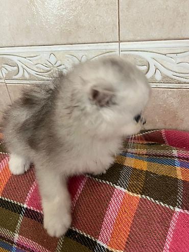 cins atlar: Gözəl uzun tüklü balaca pişik balası - Cins: uzun tüklü, yastı — 6