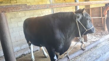 Коровы, быки: Продаю | Бык (самец) | На откорм, На забой