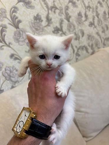 Pişiklər: Britan, Erkək, Dişi, Yaxşı əllərə, Pulsuz çatdırılma — 3