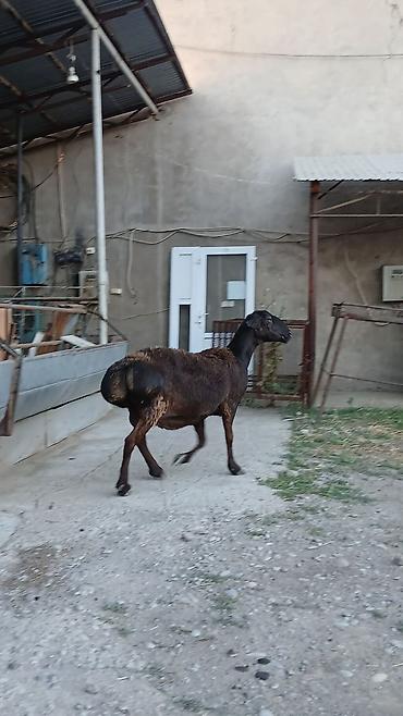 Продаю | Овца (самка) | Для разведения | Матка at lalafo.kg — 8 Продаю | Овца (самка) | Для разведения | Матка — 8