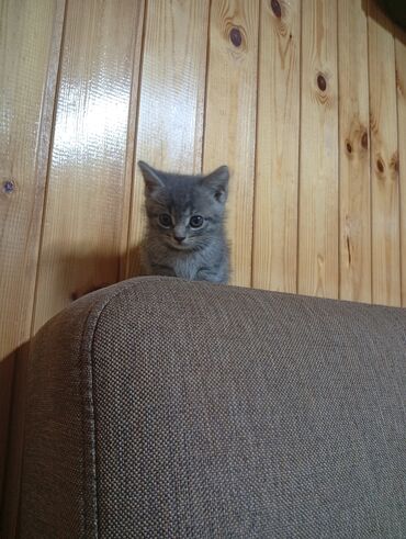 alişan'ın pişiyinin adı: Yaxşı əllərə lalafo.az -da alişan'ın pişiyinin adı: Yaxşı əllərə