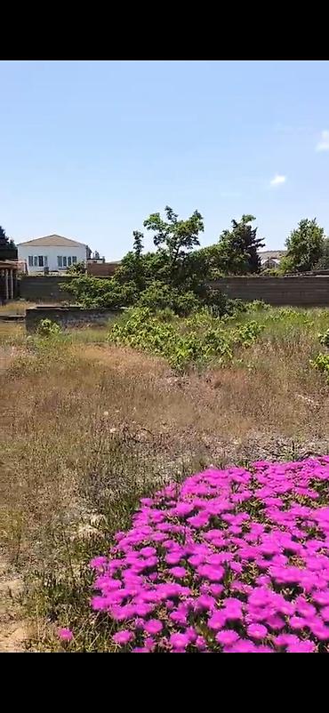Готовый бизнес: Novxanı sariqaya ətrafı ərazilerde 18 sot torpağ tecili satışa — 2