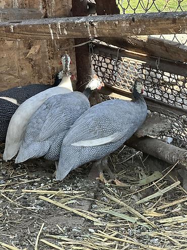 Птицы: 10 голов — 9