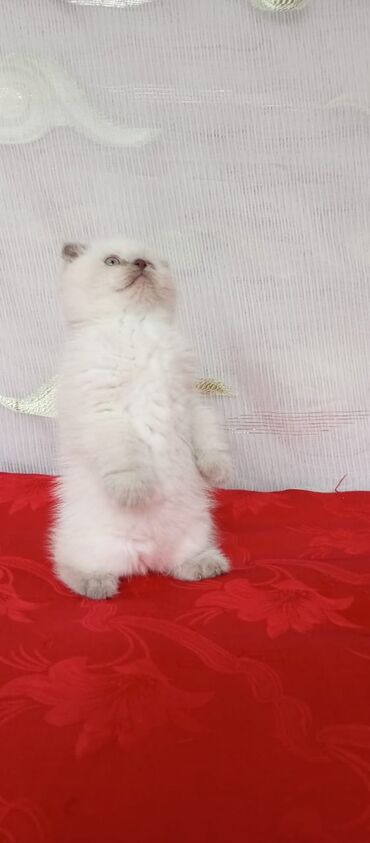 Pişiklər: Britan yastı qulaq, Erkək, Dişi, Yaxşı əllərə, Ünvandan götürmə, Pulsuz çatdırılma, Ödənişli çatdırılma — 146