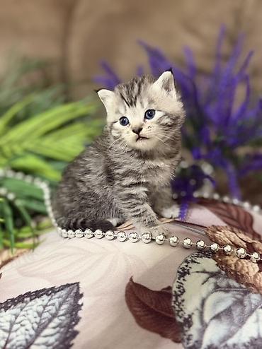 Продажа кошек: Шотландские котята (скоттиш-фолд/скоттиш-страйт), окрасы серебристый — 10