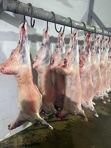 Баранина: Туши баранины на крюках - Цельные охлаждённые туши баранины — 7