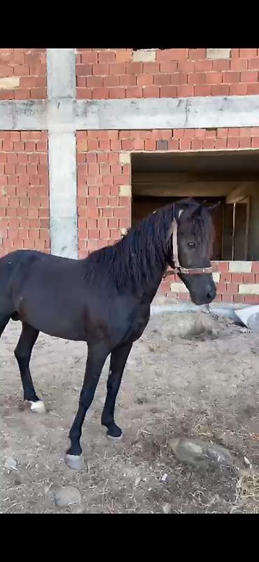 животные в добрые руки баку: Rengi zil qara boy.1.44-1.45 yorgasina soz ola bilmez 50-yə yaxin — 1
