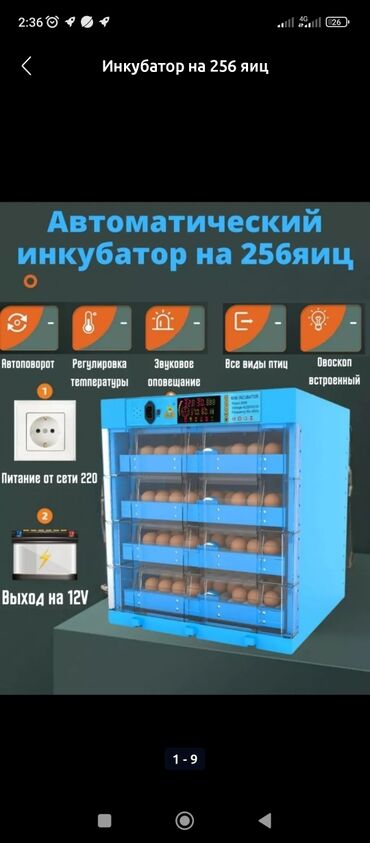 корма для сх животных: Инкубаторы жаңы китайский качество жакшы полный афтомат 12 вольт менен