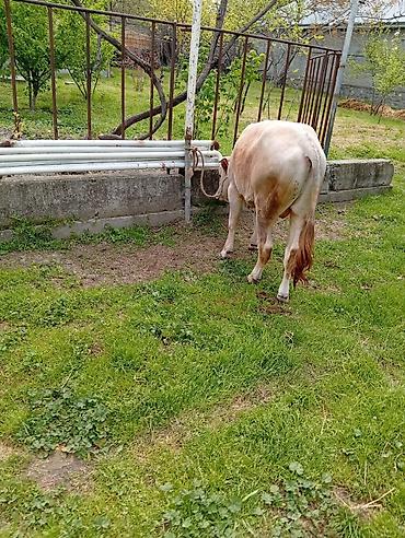 etlik cuceler: 7 aylıq erkək dana satıram 90 nan kox əti var sağlam yiyimgil maldı — 10