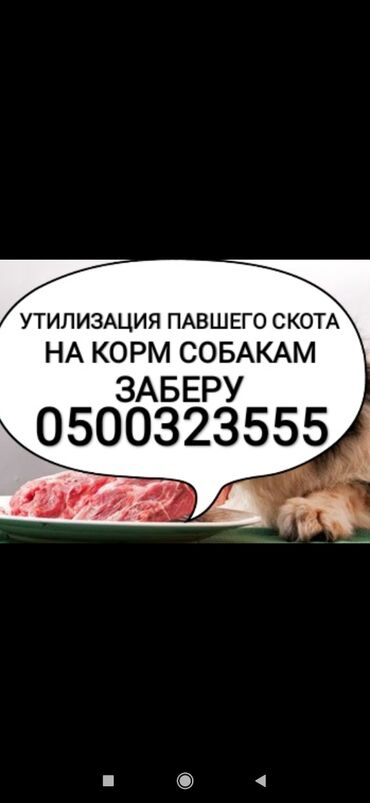 Животные: Куплю | Другие с/х животные | На забой, на мясо at lalafo.kg Животные: Куплю | Другие с/х животные | На забой, на мясо