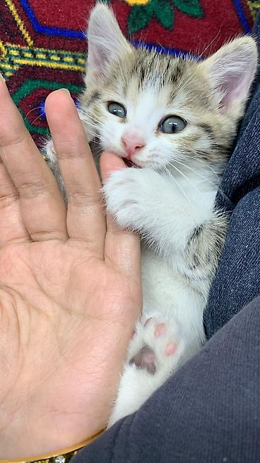 большая кошка: Отдаем котенка в добрые руки!!! котенок девочка - возраст 1–2 месяца — 5