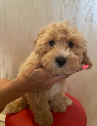 oysho neglize karirani s: Na prodaju prelepo štene Maltipoo (mama maltezer, tata crvena pudla)