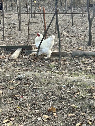 Toyuqlar: Toyuq, Brama, Yumurtalıq, Ünvandan götürmə — 12