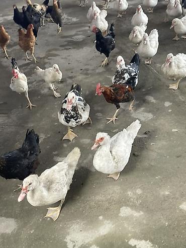 disi danalar: Salam hamısı laldı erkekde var dişide balacası 15m böyükü 20 — 7