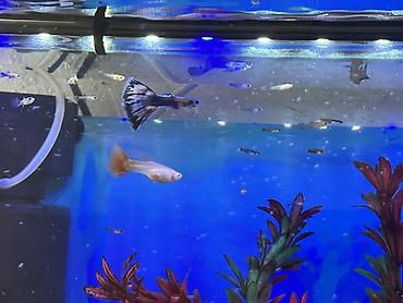 Balıqlar: Sülhsevər, Ödənişli çatdırılma -da lalafo.az — 10 Balıqlar: Sülhsevər, Ödənişli çatdırılma — 10