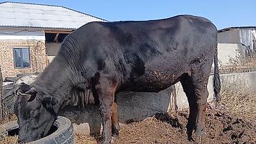 Коровы, быки: Продаю | Корова (самка) | Для разведения | Стельные — 1