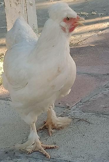 damazlıq heyvanların satışı: Toyuq, Damazlıq — 2