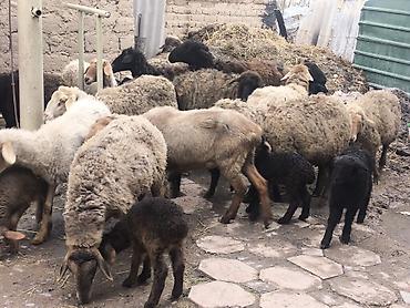 Баран, овца: Продаю | Овца (самка) | Полукровка | Для разведения | Матка — 7