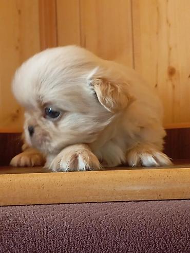 koxin karlik: Pekines, 1 ay, Erkək, Peyvəndli, Ünvandan götürmə — 2