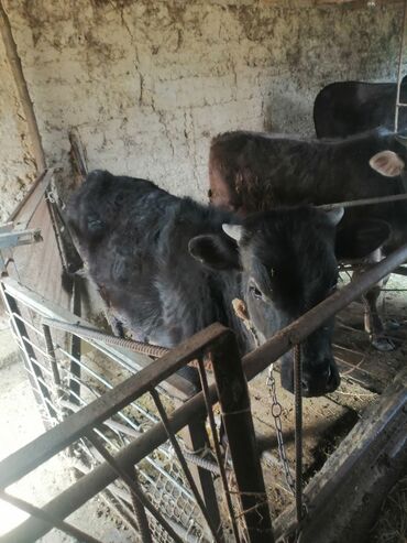 Коровы, быки: Продаю | Бык (самец) | Алатауская | Для разведения