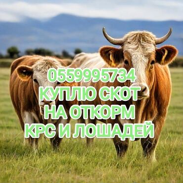 где можно купить оптом цветы: Куплю | Коровы, быки, Лошади, кони | Круглосуточно, На откорм, Откормленные