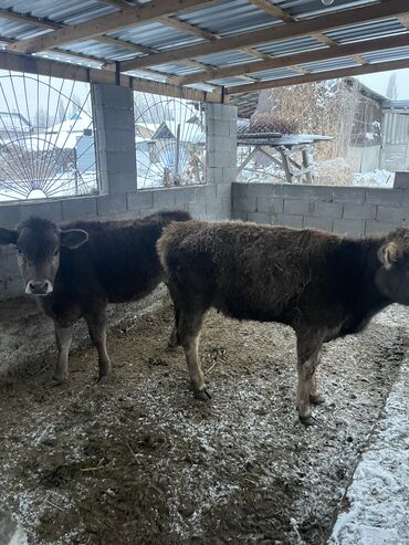 Коровы, быки: Продаю | Тёлка | На откорм, Для разведения, Для молока — 8