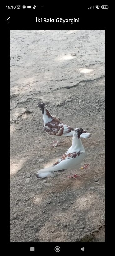 ördək neçə günə bala çıxarır: Sağlam bala quşlar satılırqiymətdə razılaşmaq olar.Quşlar