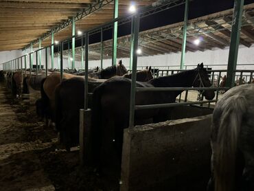 Лошади, кони: Продаю | Жеребенок, Кобыла (самка), Конь (самец) — 13