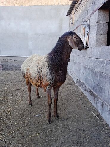 Бараны, овцы: Продаю | Баран (самец) | Гиссарская | Для разведения | Племенные — 4