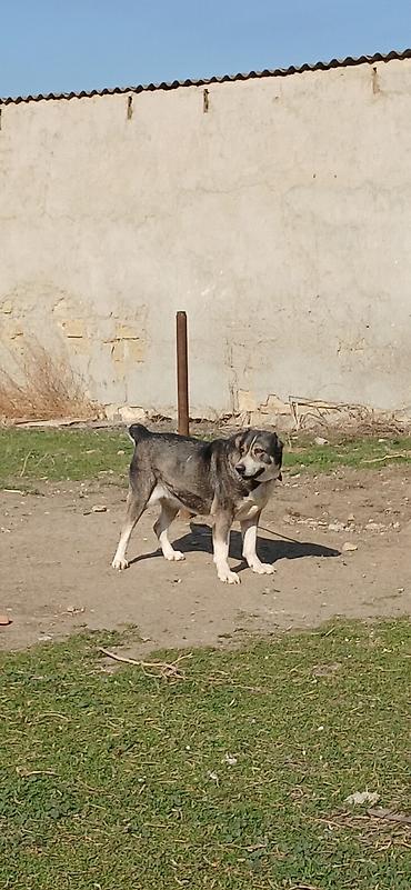 İtlər: Qurdbasar, 2 il, Dişi — 9