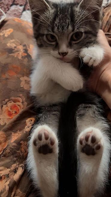 коты белый: Белый котёнок с голубым ошейником - Порода: домашняя короткошёрстная — 1