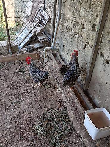 Toyuqlar: Məhsul: Xallı-boz rəngli toyuq və xoruzlar (yerli yumurta-et — 1