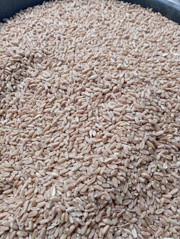 био корм: Дордой буудай сатып алам
Пшеница
Буудай
