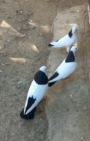 quş bazarı: Salam heyvanlar 6 edəddi cütün qiyməti 30manatdir pul lazmdi deyə — 3