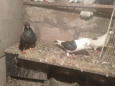 Göyərçinlər: Salam aleykum quşlar satılır tam sağlam uçan super quşlardı biri 5 -da lalafo.az — 8 Göyərçinlər: Salam aleykum quşlar satılır tam sağlam uçan super quşlardı biri 5 — 8