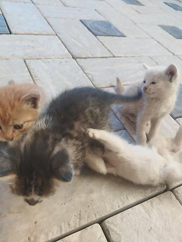 Животные: Кошка даром: Беспородная, 2 месяца, Мальчик, Приучена к лотку — 7