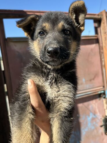 Продажа собак: Овчарка, 1 месяц, Самка, С прививкой, С родословной