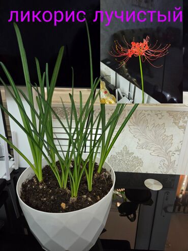 семена павлония: Ликорис лучистый (Lycoris radiata) и фикус каучуконосный (Ficus