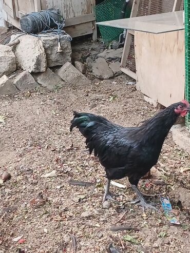 avstrolop toyuqlari haqqinda melumat: Toyuq, Australorp, Yumurtalıq, Pulsuz çatdırılma