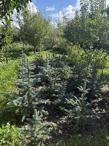 casa bella: Ели голубые (Picea pungens, «Голубая ель») — саженцы с открытой — 5