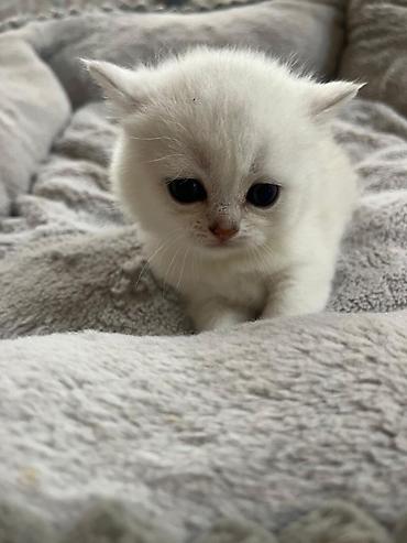 Pişiklər: Şinşilla, Erkək, Dişi — 5