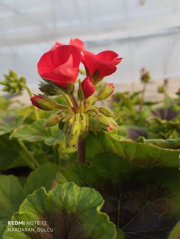 Çöl bitkiləri: Geran-ətirşah güllərinin topdan və pərakəndə satışı — 8