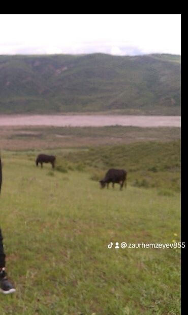 Həyət evləri və villaların satışı: 6 otaqlı, 150 kv. m, Orta təmir — 26