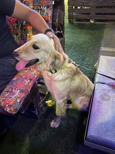 heyvanla: Retriever, 2 il, Dişi, Cütləşmə üçün