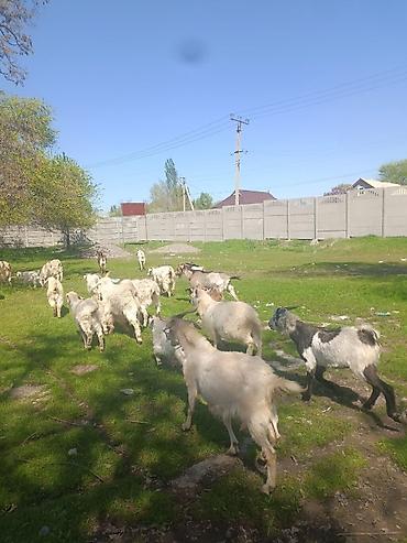 Козы, козлы: Продаю | Коза (самка), Козёл (самец), Козлёнок | Зааненская, Битал | Для разведения, Для молока | Племенные, Котные, Осеменитель — 11