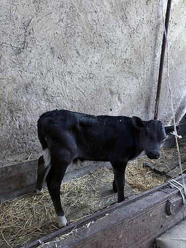 ищу корова: Продаю | Музоо, торпок | Для молока — 2