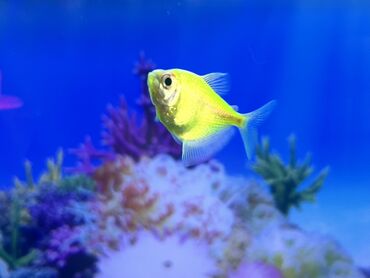 аквариум без рыб: Glofish, Sülhsevər, Ödənişli çatdırılma